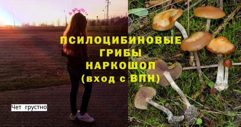 купить закладку  Карпинск  Псилоцибиновые грибы Magic Shrooms 